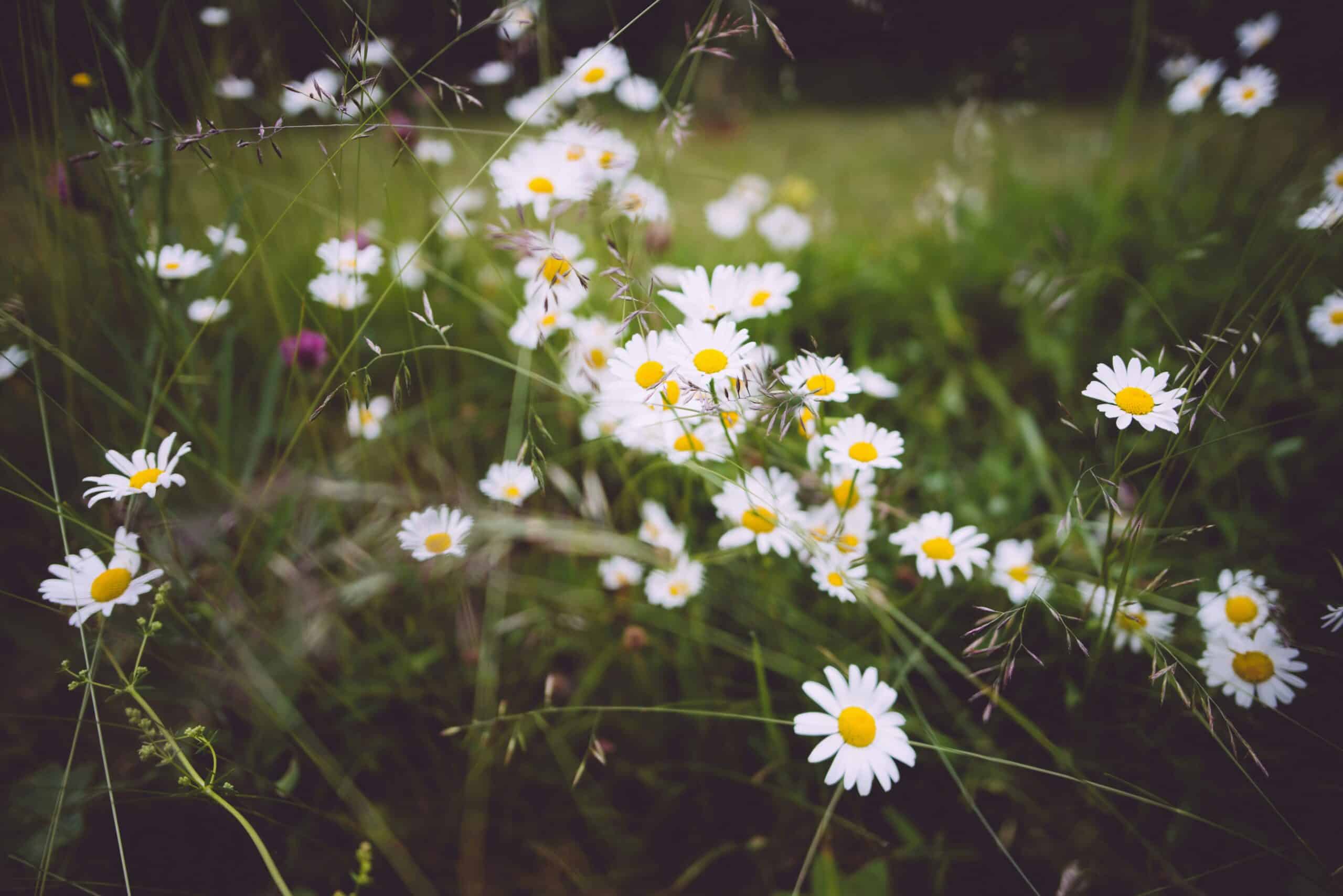 En nærbilde av en eng full av hvite prestekrager med gule sentre. Blomstene står i høyt gress, og det er en rolig og naturlig stemning i bildet. Bakgrunnen er delvis uskarp, og gir fokus til de delikate blomstene i forgrunnen.