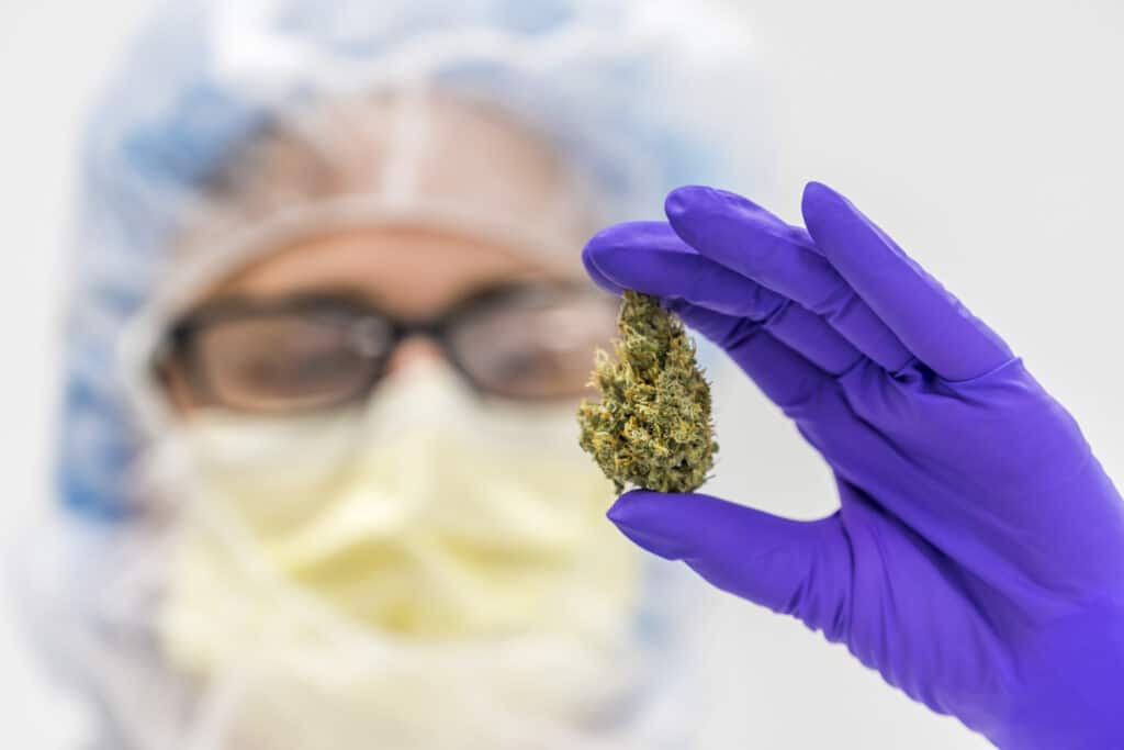 Bilde av en lege eller forsker med munnbind og hette, som holder en klump med cannabis opp foran seg.