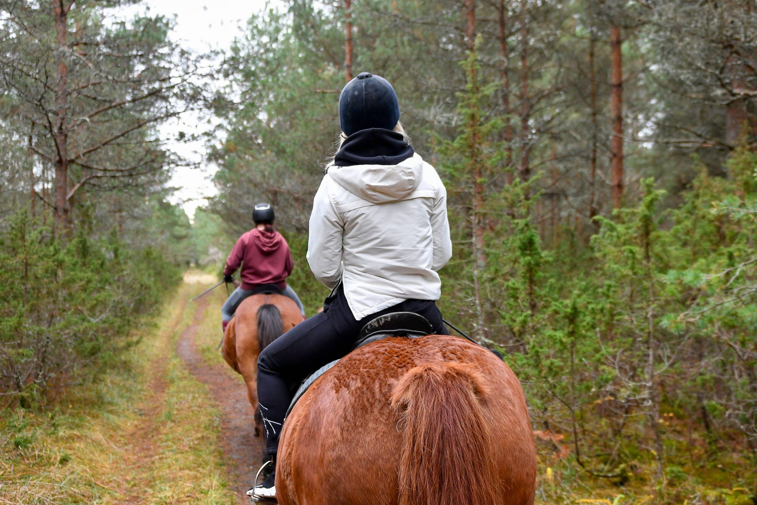 to personer på hesteryggen på tur gjennom skogen